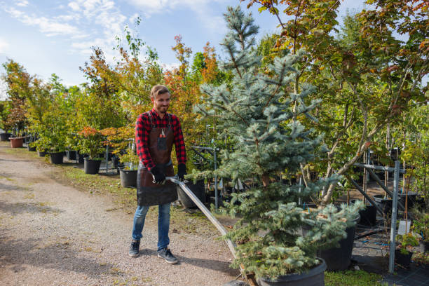 Best Tree Clearing Services  in Hatch, NM